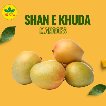 Shan-e-Khuda Mangoes| RN farms, Multan