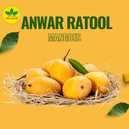 Anwar Ratool Mangoes | RN Farms, Multan