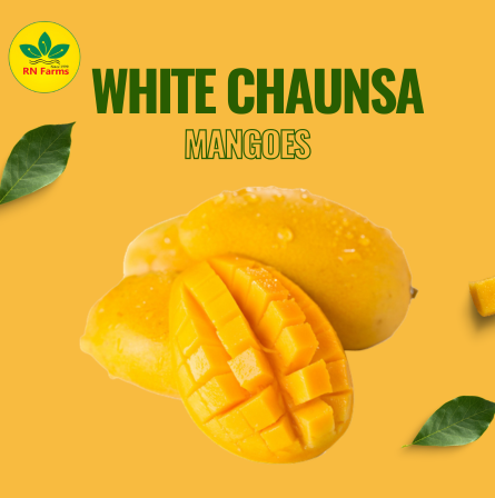 White Chaunsa Mangoes| RN Farms, Multan